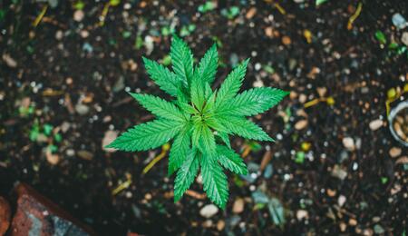 Often referred to as the "quality nutrient," potassium is essential for photosynthesis, reproduction, and overall plant growth