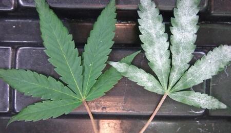 Powdery mildew is a prevalent fungal disease that can significantly impact the health of your plants