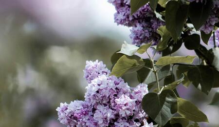 Terpineol contributes significantly to the aromatic profiles of both cannabis flowers and lilac blooms