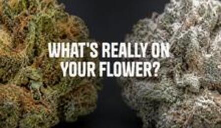 What's really on your flower?
