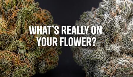 What's really on your cannabis flower