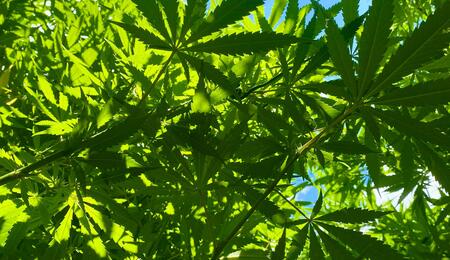 Which regions in the U.S. offer the most favorable climates for cultivating "sun-grown" cannabis?