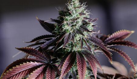 Phosphorus is essential for plant health, much like nitrogen, and is required by plants in large quantities. It is found in every living plant cell