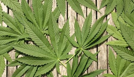 Thailand Tightens Cannabis Regulations