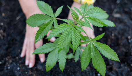 Compost is Nature’s nutrient that is packed full of microorganisms, slow-release nutrients, and has multiple benefits when used for growing cannabis