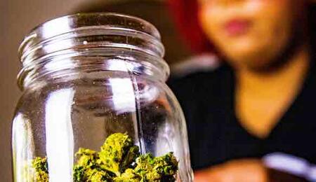 Curing your cannabis buds is essential for bringing out their full potential in flavour and quality