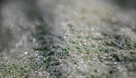 The freeze drying process results in much higher quality hash and extractions. Here we find out why