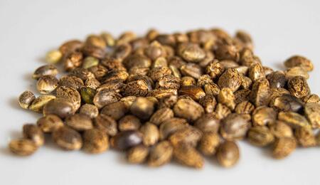 Under Section 781 of the federal funding bill, signed into law on November 12, 2025, most cannabis seeds will be classified as controlled substances 