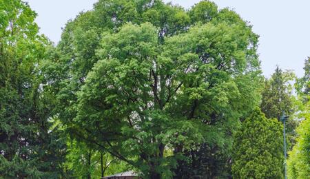 Wiązowiec południowy