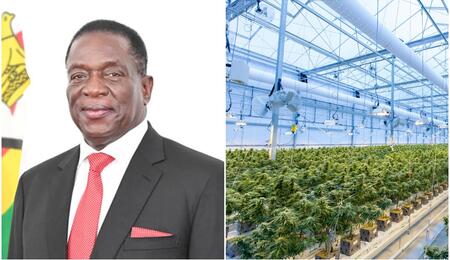 President of Zimbabwe (left) commissions a multi-million dollar cannabis facility set up by Swiss investor.