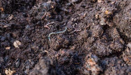 Žížalí kompost - elixír pro půdu a rostliny konopí