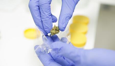Cannabis Medicinale 2025: a Lecce un workshop nazionale tra botanica e clinica