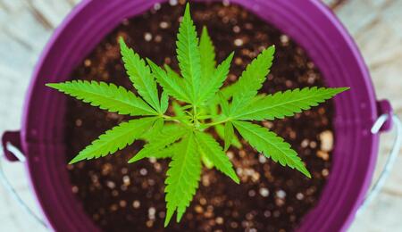 a small cannabis plant. 