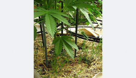Capa de paja seca y brotes verdes de mantillo vivo sobre sustrato de marihuana