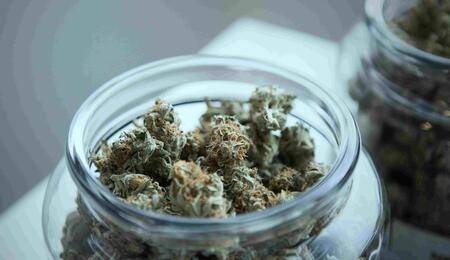  Stoney Tark’s Top Tips on Growing Cannabis