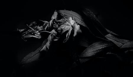 Des nouvelles de Mr Nice