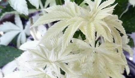 albine, piante, coltivazione, luce