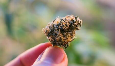 Find out more about the Runtz cannabis strain, its properties and effects, and learn how to successfully grow this type of weed both indoors and outdoors. 