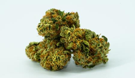 Prueba de variedades de cannabis