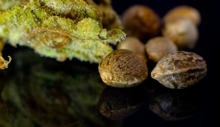 The Correct Way to Germinate Cannabis Seeds