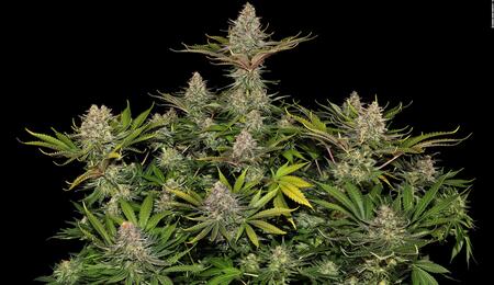 Sensi Seeds y Barneys Farm se alinearon para entrar a USA.