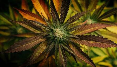 cannabis flower