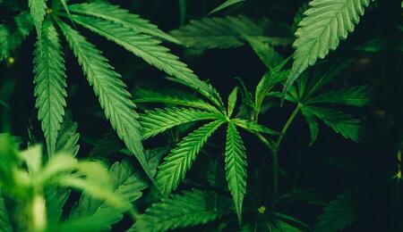 beginner guide training cannabis plants 