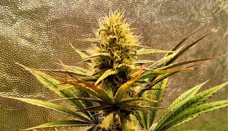 beginner guide to flowering cannabis