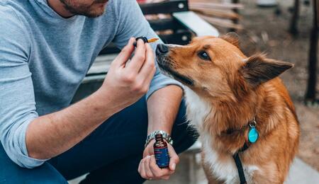 how your dog can benefit from CBD treats 