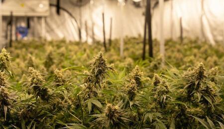 Learn how light intensity, distribution, and placement directly impact cannabis yield. Our grow expert Mr Bill shares advice to boost your garden productivity. 