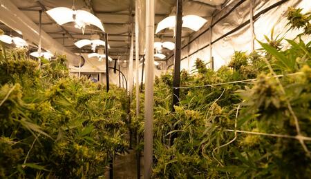 How light positioning, reflectors, and distribution directly impact cannabis yield? Our expert Mr Bill shares tips to reduce light loss and improve efficiency. 