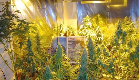 5 Top-Tipps zur Bewässerung von Cannabispflanzen