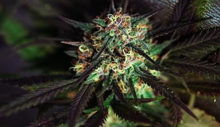 ¿Cuáles son los bioestimulantes para cannabis?