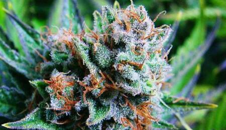 ¿Cómo cultivar marihuana Blue Dream? Cuidados y precauciones.