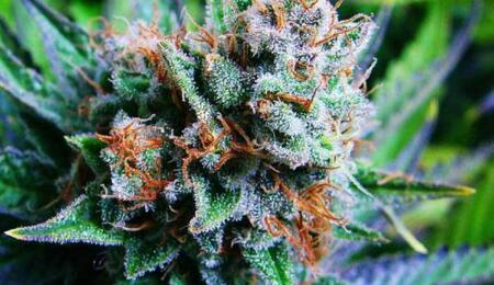  blue dream cannabis.