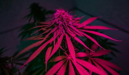Brazilian study says cannabis can also be an exit drug 