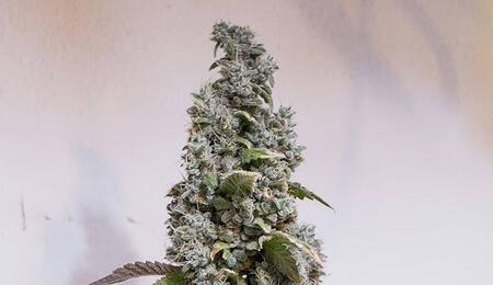 Breeding Talk With Trichome Jungle Seeds