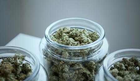 Cannabis Light: scarcerazione immediata a Belluno, servono analisi scientifiche