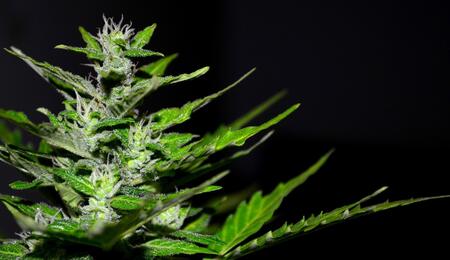 budding green lush cannabis plant.