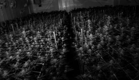 California illegal cannabis market keeps on growing.