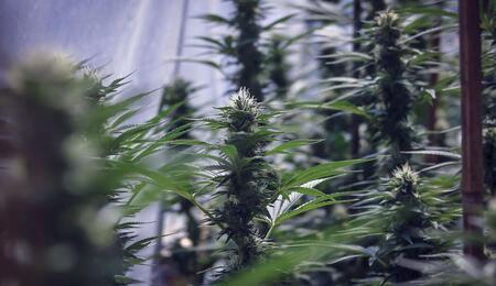 California report, court cases cannabis sealing