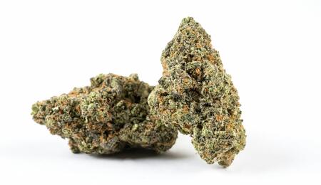 stock image of cannabis strain that should resemble high-CBD White Russian cultivar, suitable for arthritis treatment. 
