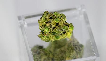 A new study suggests cannabis terpenes may relieve fibromyalgia and post-surgical pain without causing a high. Here’s what Arizona researchers discovered. 