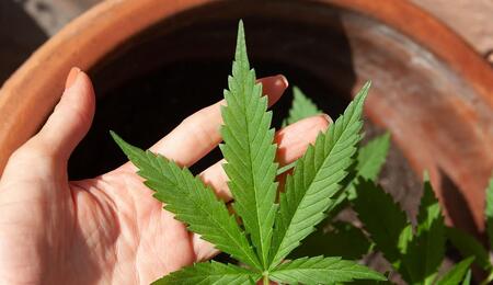 Learn about main research takeaways for cannabis use in fibromyalgia - for which disease symptoms marijuana can offer relief and for which it doesn’t.