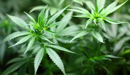 Canada medical cannabis exports boom