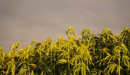 cultivo de cáñamo
