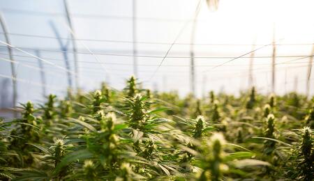 "Hemp for a Thriving Economy": la canapa protagonista a Bruxelles per un futuro sostenibile