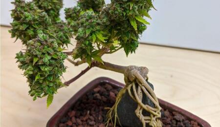 How to Create a Bonsai Mother Plant