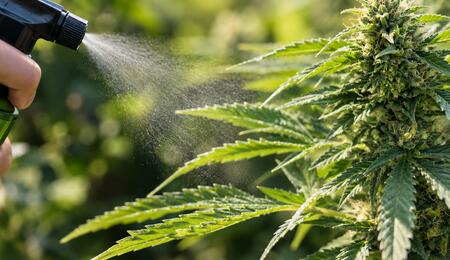 planta de cannabis siendo pulverizada