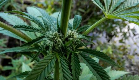 Cannabinoids are the cannabis compounds responsible for delivering the therapeutic plant effects, and terpenes primarily determine aroma